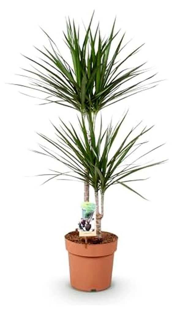 Zimmerpflanzen - Dracaena Marginata - Drachenbaum - Pflegeleicht - Grün - 1 Pflanze - Topf 21cm - Höhe 90-100cm