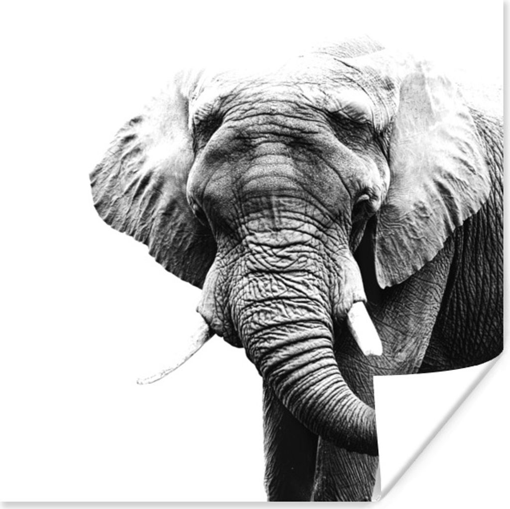 MuchoWow Poster Elefant - Tiere - Schwarz - Weiß 100x100 cm - Babyzimmer