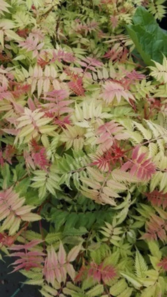 Arbuste Sorbier de Sibérie en pot | Sorbaria sorbifolia 40/60 cm