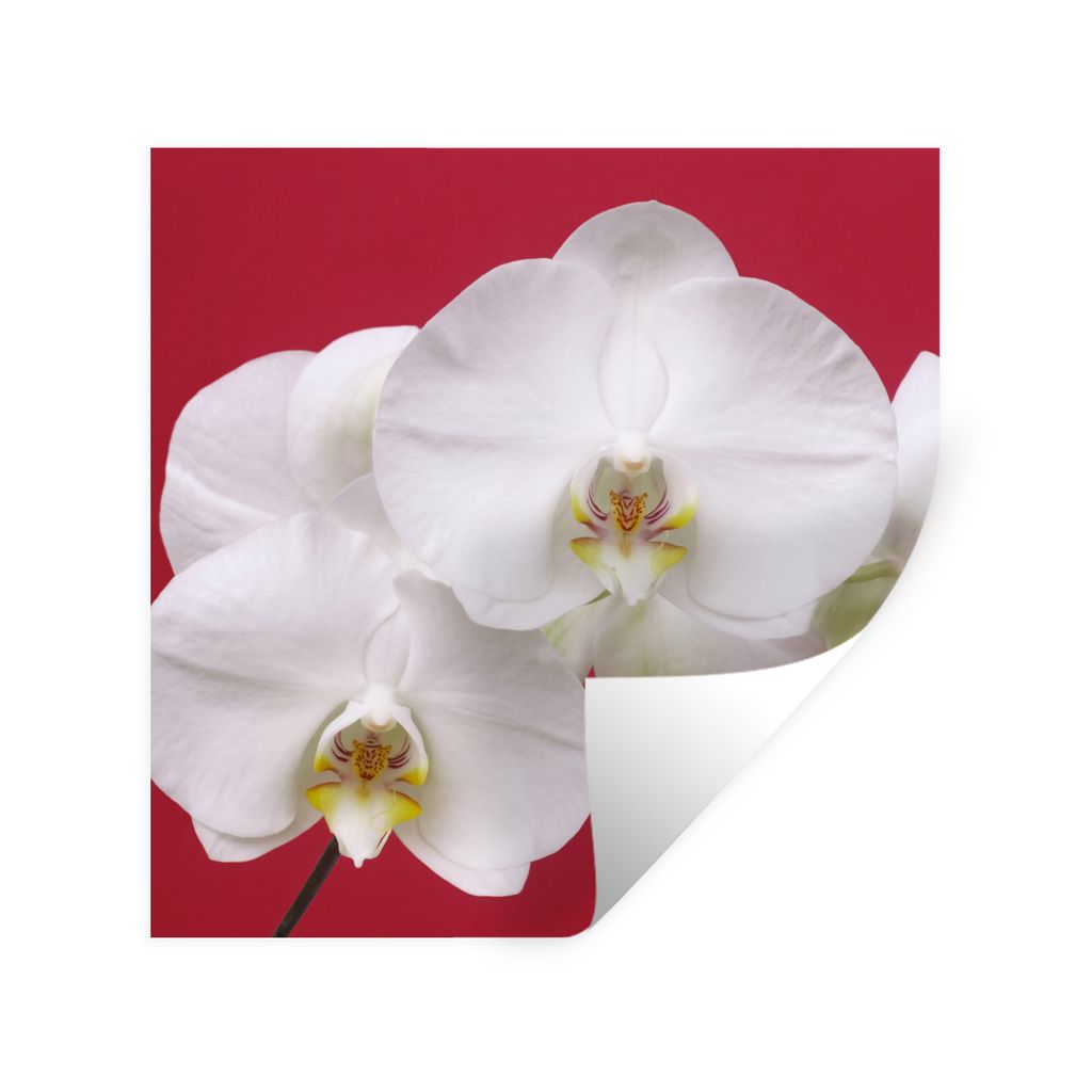 MuchoWow Wandtattoo Wandsticker Wandaufkleber Weiße Orchidee auf Rot 80x80 cm Selbstklebend und Repositionierbar - Wierderverwendbar - Selbstkle...