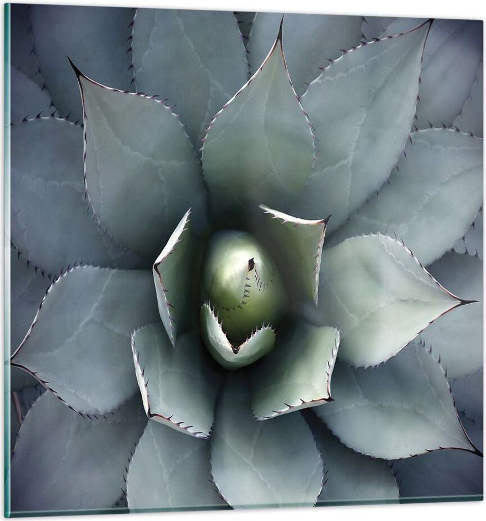Bilder auf glas - Einteilig - Blau Blätter Agave - 40x40cm - Glasbilder - Wandbilder - Bilder - zum Aufhängen bereit - Wanddekoration aus Glas - ...