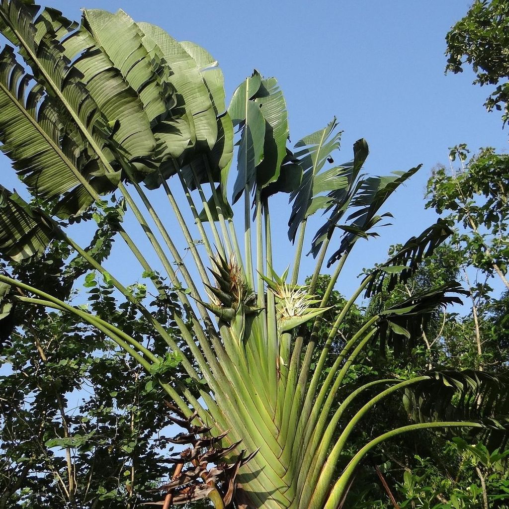 Reisendenbaum (Ravenala madagascariensis)  - 10 Samen Produktbild 