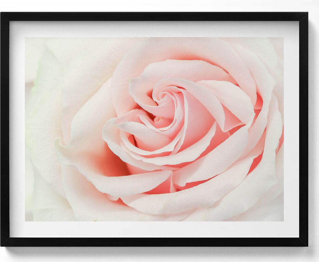Nahaufnahme von Rosenblüten– Wandbild mit Rahmen – Gerahmtes Bild – Wanddekoration – 80x60 cm – Schwarz Rahmen