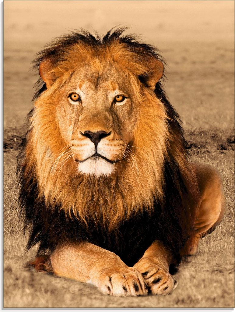 A majestic lion with a full mane sits on dry grass, looking directly at the camera.