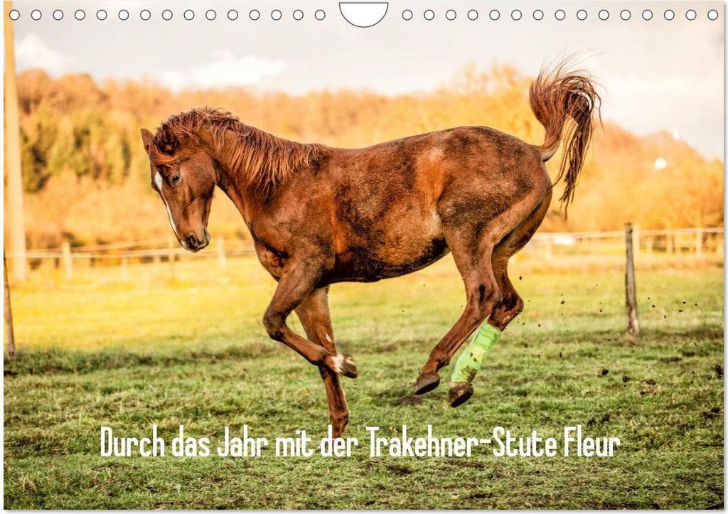 Durch das Jahr mit der Trakehner-Stute Fleur (Wandkalender 2026 DIN A4 quer), CALVENDO Monatskalender