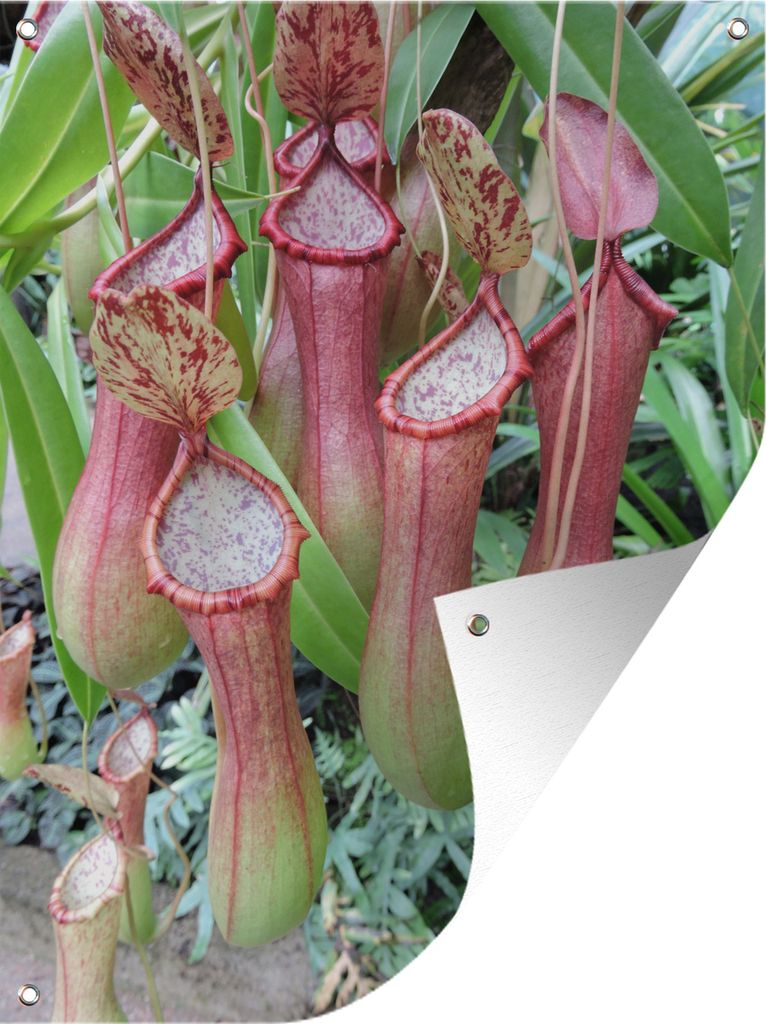 MuchoWow 30x40 cm Outdoor-Poster Gartendeko Sichtschutz Garten Poster für den Garten Pflanzen - Fleischfressende Pflanze - Rosa