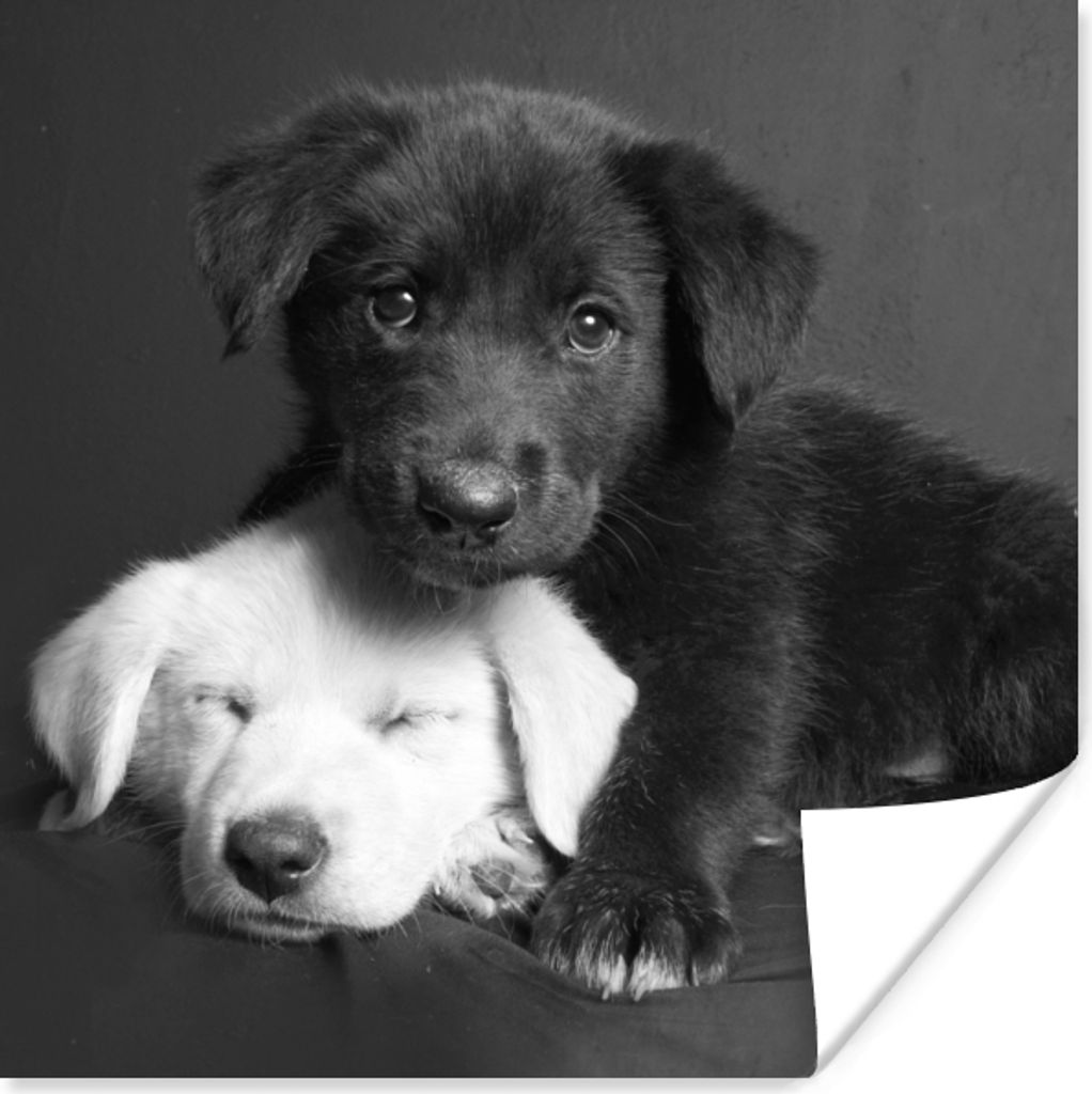 MuchoWow Poster Hunde - Welpe - Schwarz - Weiß - Tiere 50x50 cm - Wohnzimmerdekoration