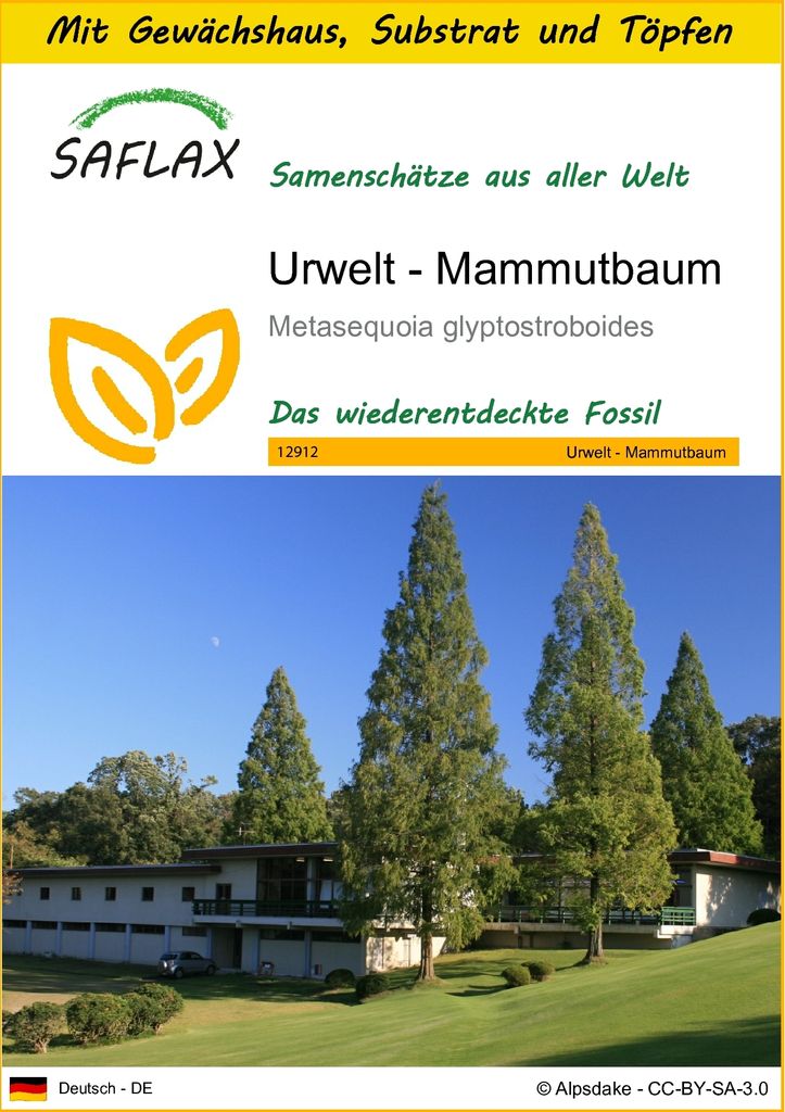 SAFLAX Anzucht Set - Urwelt - Mammutbaum - Metasequoia glyptostroboides - 60 Samen - Mit Mini-Gewächshaus, Anzuchtsubstrat und 2 Töpfen