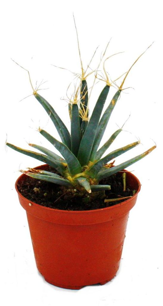Prisma-Kaktus - Agaven-Kaktus - Leuchtenbergia principis - Produktbild 