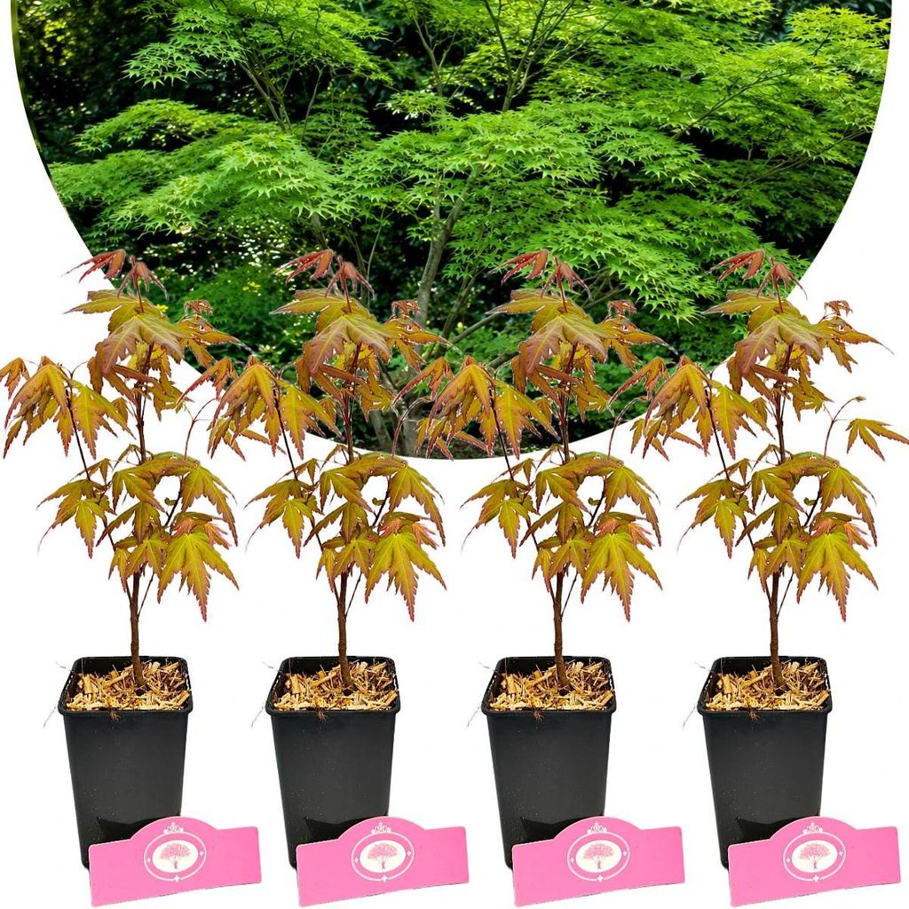 Set mit 4 japanischen Ahornen (Acer palmatum) – Höhe 20/30 Produktbild 