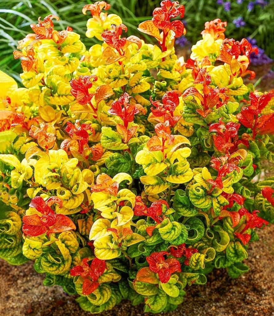BALDUR Garten 5x Traubenheide Curly Gold , Pflanzen im 2-Liter Containertopf, attraktive Blattfärbung, winterhart & pflegeleicht, blühend, Leuco...