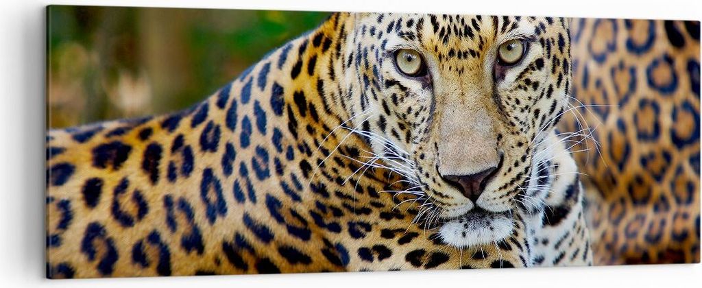Bild auf Leinwand - Leinwandbild - Leopardpanther Katze Tier Savanne - 140x50cm - Wand Bild - Wanddeko - Leinwanddruck - Bilder - Kunstdruck - Lein...