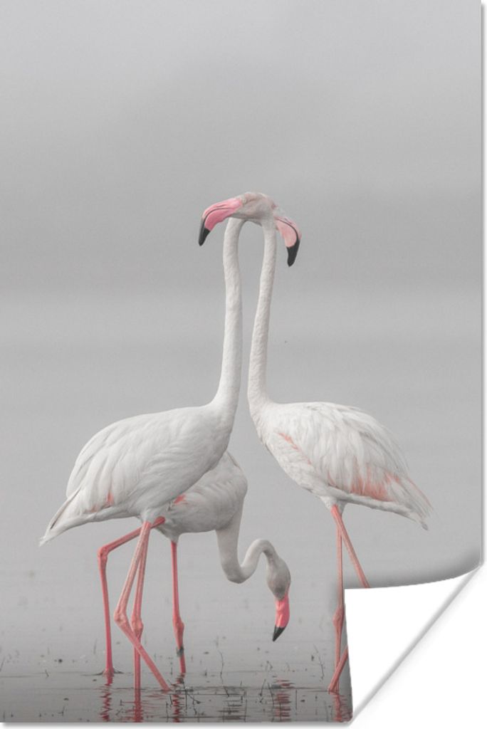MuchoWow Poster Drei weiße Flamingos stehen Seite an Seite 120x180 cm - Kunstposter