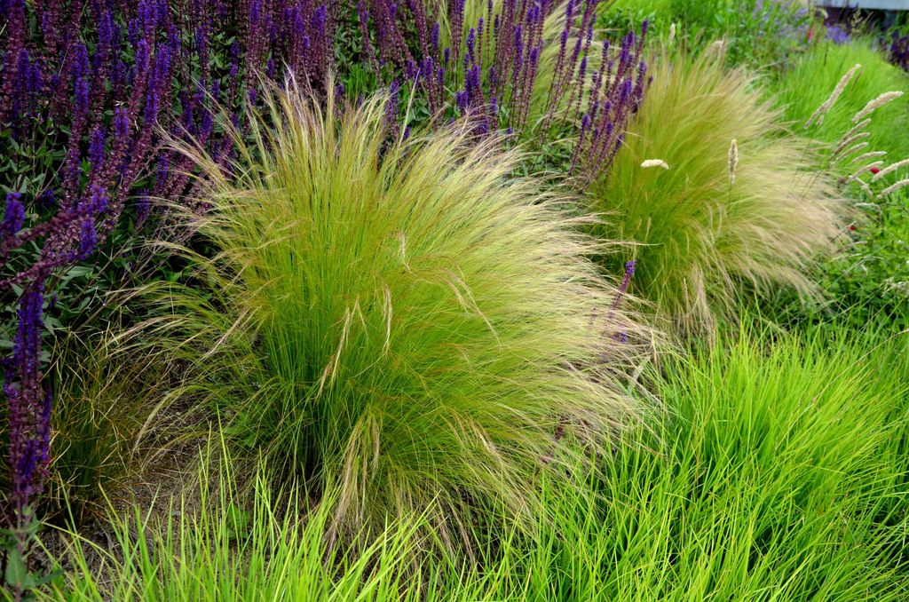 10 x Stipa tenuissima 'Pony Tails' 1 Liter Topf Produktbild 7