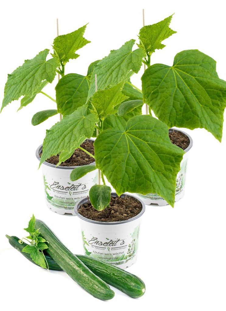 Enseleits Veredelte Schlangengurke im 3er Set,frische Gurkenpflanze auf Kürbis veredelt