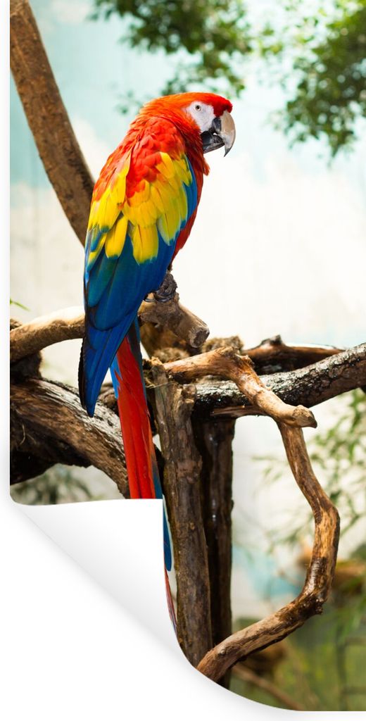 MuchoWow Wandtattoo Wandsticker Wandaufkleber Papagei - Vogel - Regenbogen - Tropisch 20x40 cm Selbstklebend und Repositionierbar - Selbstklebend...