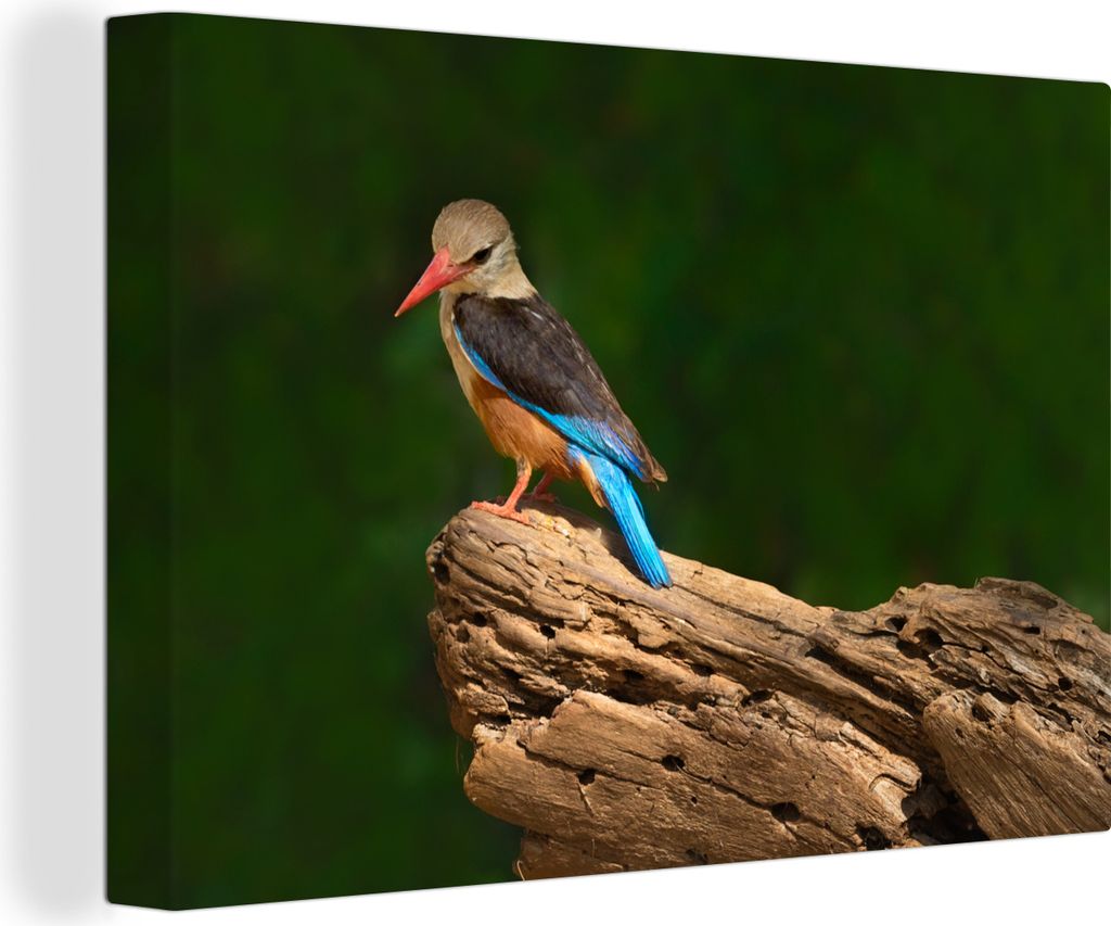 OneMillionCanvasses - Leinwandbilder - 140x90 cm, Schöner Graukopf-Eisvogel auf einem Baumstamm, Wandbilder Kunstdruck Wanddekoration - Foto auf...