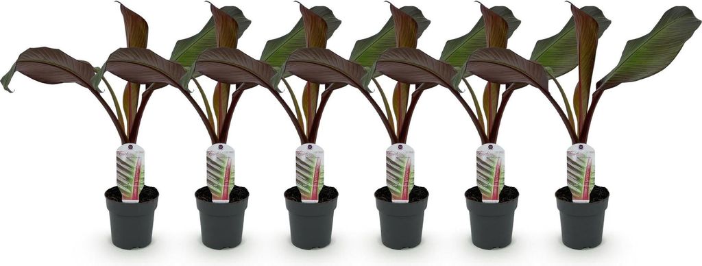 GreenboutiQ - Obstpflanze - Bananenpflanze - Ensete ventricosum Maurelli - Winterhart - 6 Pflanzen - Topf 12cm Höhe 30cm