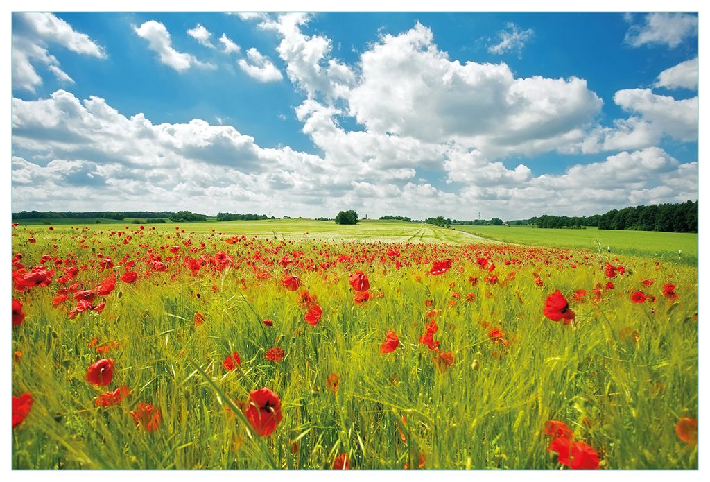 Wallario Küchenrückwand aus Glas, Größe: 90 x 60 cm, Motiv: Grüne Wiese mit Mohnblumen | Spritzschutz | abwischbar | pflegeleicht | in