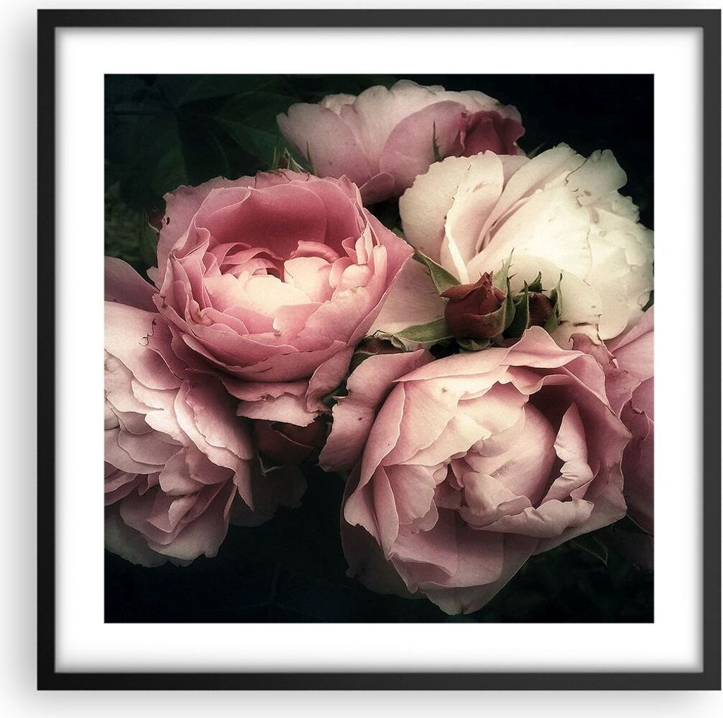 Gerahmtes Poster - Schwarzer Rahmen - Pfingstrose Blume - 50x50 cm - Wand Bild - Wanddeko - Wandbilder - Kunstposter - Wandposter - Bilderrahmen - ...
