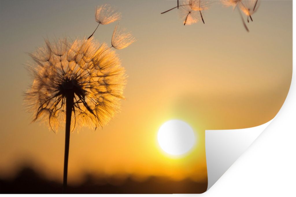 MuchoWow Wandtattoo Wandsticker Wandaufkleber Löwenzahn - Sonne - Sonnenuntergang 90x60 cm Selbstklebend und Repositionierbar - Aufkleber