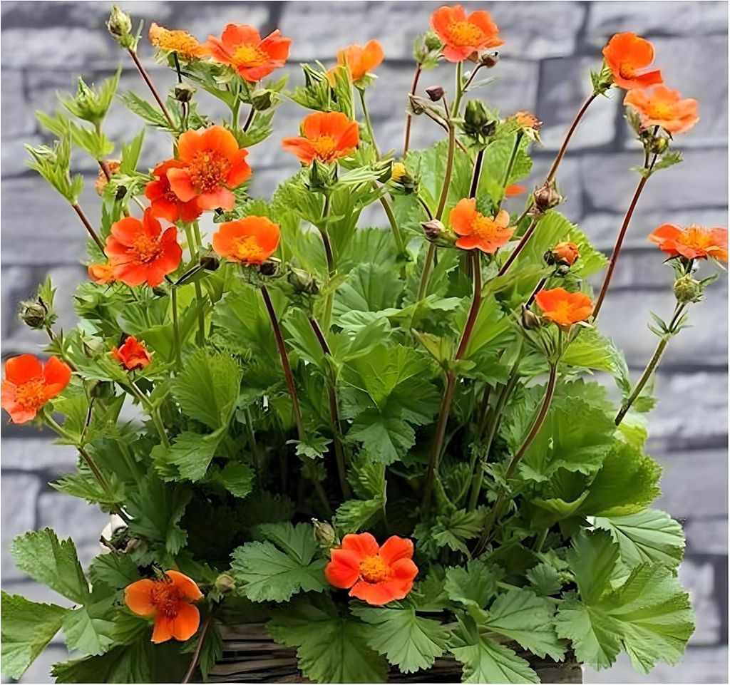 Stauden Gänge 3 x Geum coccineum 'Koi' - Orangerotblühender Nelkenwurz - Sehr Bienenfreundlich - Feuerorange Blüten für dynamische Gartenbilder