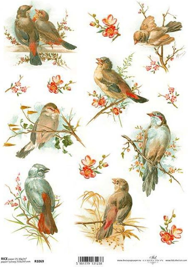 ITD Reispapier Decoupage Bastelpapier Serviettentechnik-R1069 Vögel