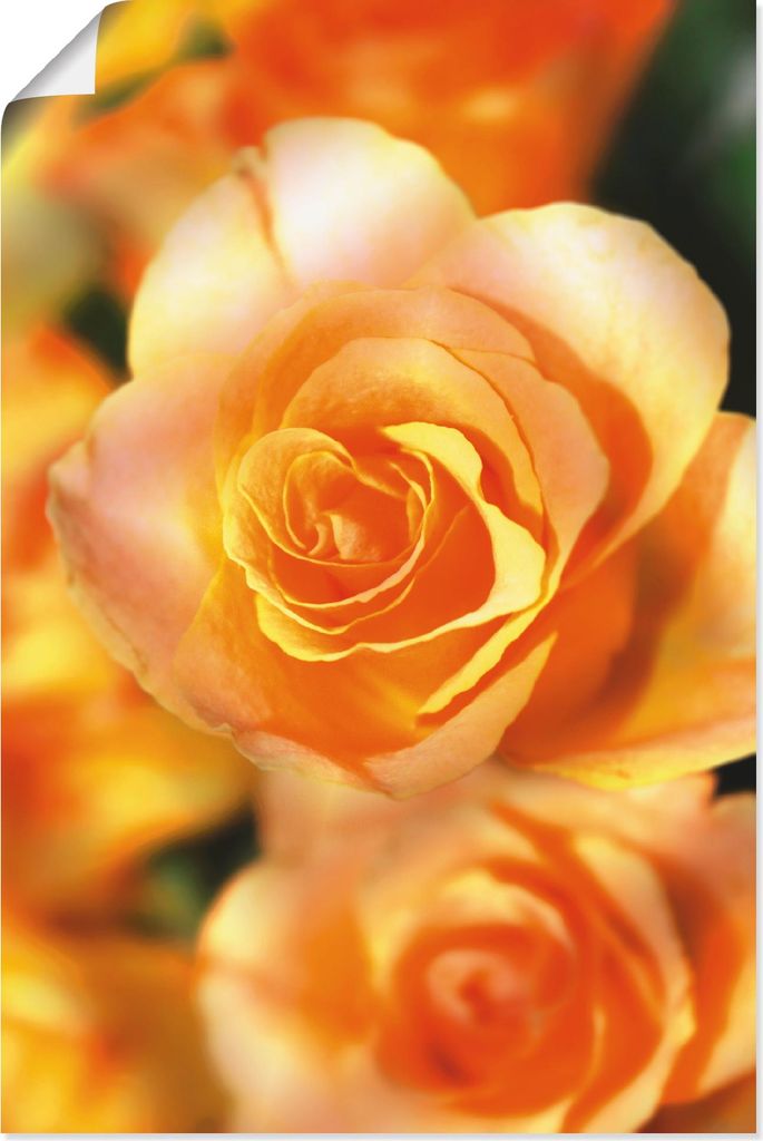 ARTland Poster Strahlende Sommerrosen Größe: 40x60 cm