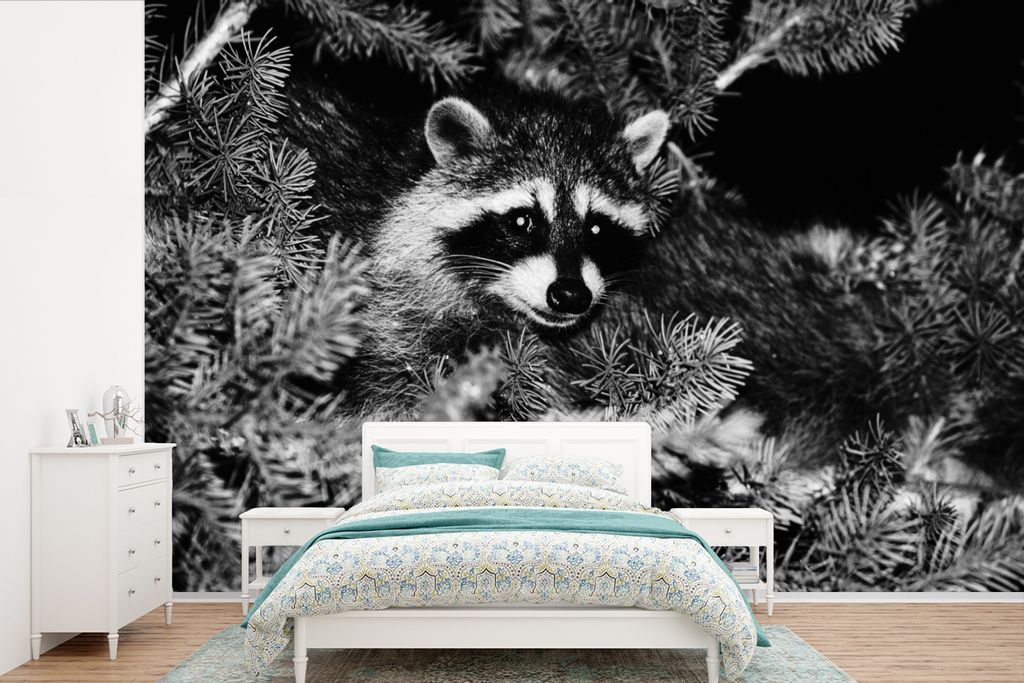 MuchoWow Fototapete für Wohnzimmer oder Schlafzimmer Wandtapete Vinyl Motivtapete Waschbär in einer Kiefer - 525x350 cm - Das Hintergrundbild