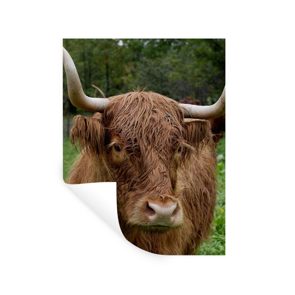 MuchoWow Wandtattoo Wandsticker Wandaufkleber Schottische Highlander - Tiere - Gras 90x120 cm Selbstklebend und Repositionierbar - Faltenfrei