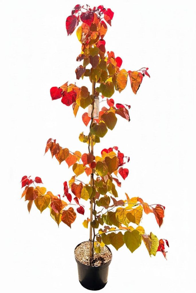 Cercis canadensis 'Eternal Flame' 160–170 cm – Produktbild 