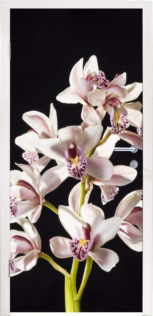 MuchoWow Türtapete Selbstklebende Türfolie Eine weiße Orchidee vor schwarzem Hintergrund 95x215 cm Türposter Türaufkleber Klebefolie Türkle...