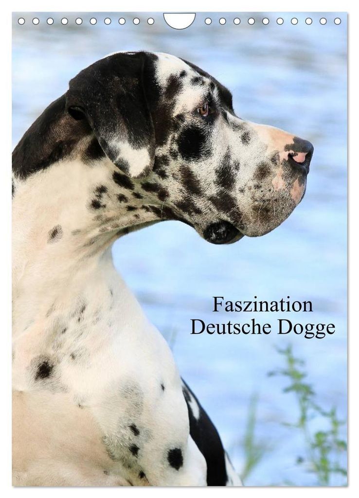 Faszination Deutsche Dogge (Wandkalender 2027 DIN A4 hoch), Produktbild 