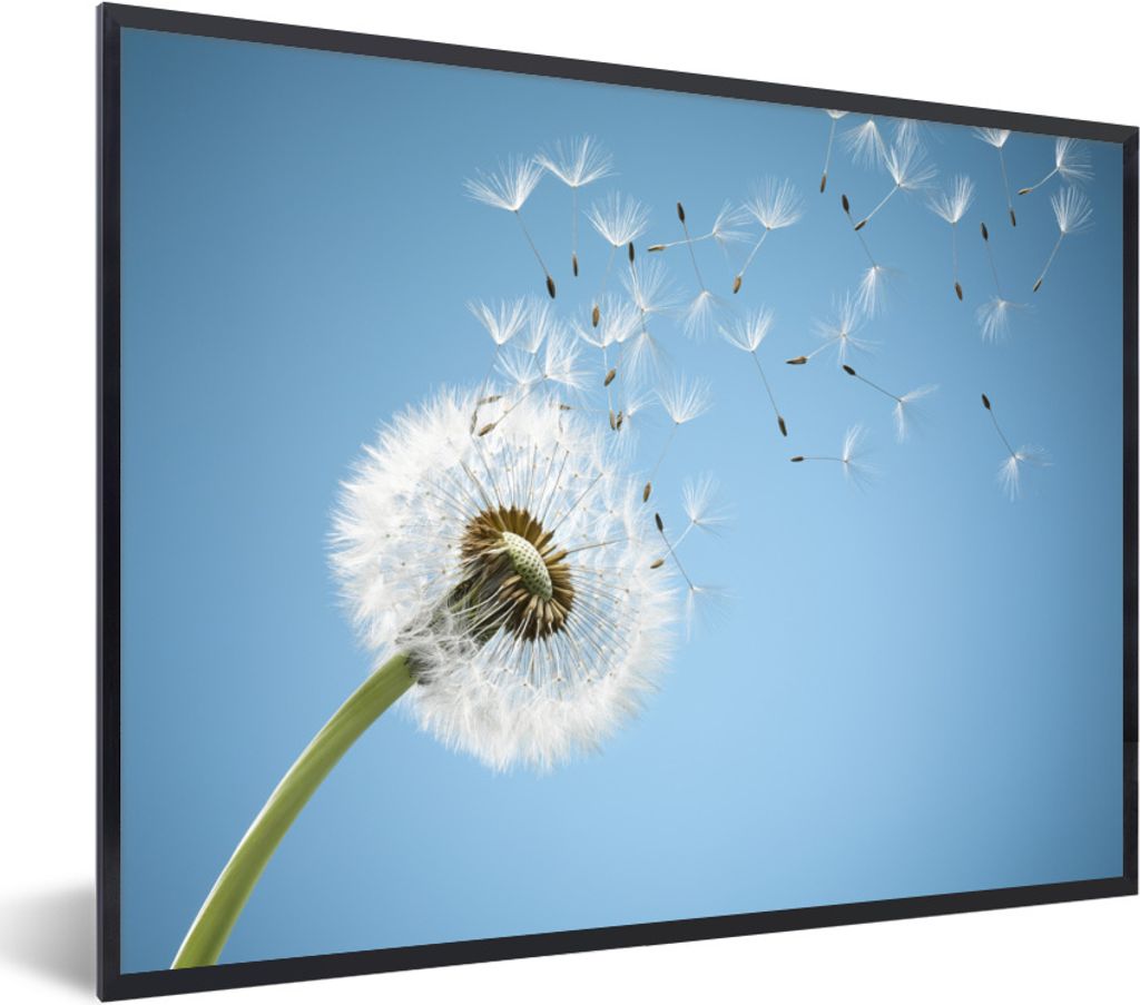 MuchoWow Gerahmtes Poster Löwenzahn - Saatgut - Luft 80x60 cm - Poster mit Schwarzem Bilderrahmen Wandposter Rahmen Foto Bilder - Schwarzem - Mi...