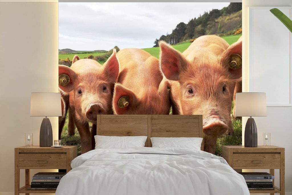MuchoWow Fototapete für Wohnzimmer oder Schlafzimmer Wandtapete Vinyl Motivtapete Schweine - Groß - Tiere - 260x260 cm - Papiertapeten