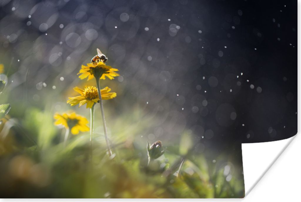 MuchoWow Poster Blumen - Biene - Regen 60x40 cm - Schlafzimmerdekoration