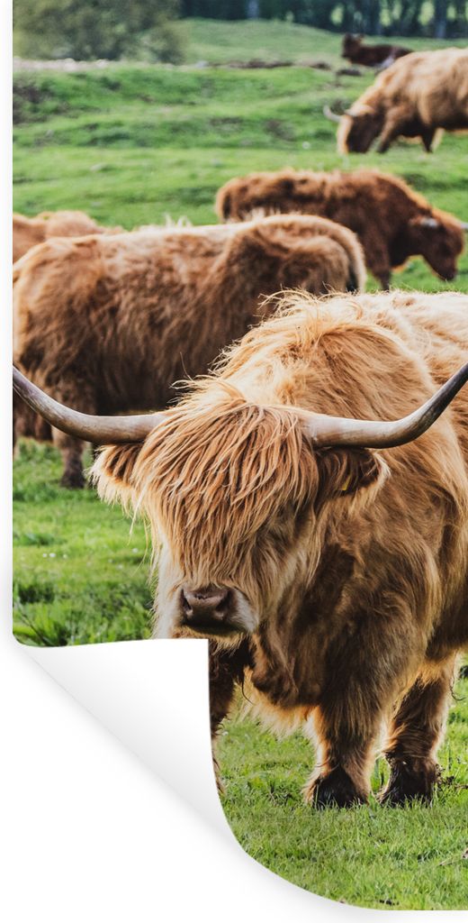 MuchoWow Wandtattoo Wandsticker Wandaufkleber Schottische Highlander - Tiere - Gras 60x120 cm Selbstklebend und Repositionierbar - Selbstklebend ...