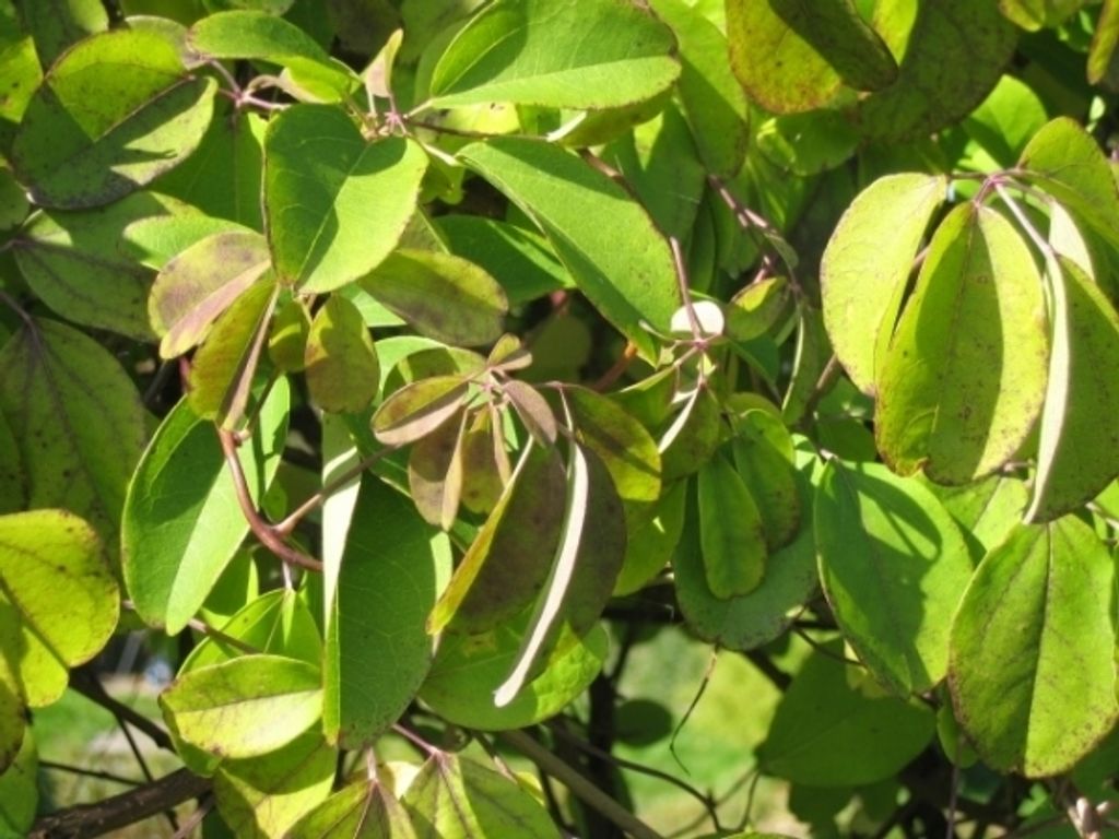 Akebia quinata - Klettergurke, Schokoladenwein - 60-100 cm