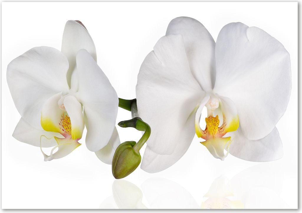 Tulup Leinwandbild - 100x70 cm - Wandkunst - Drucke auf Leinwand - Leinwanddruck - Blumen & Pflanzen - Weiß - Orchidee