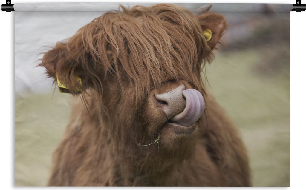 MuchoWow Wandteppich Wandbehang Schottischer Highlander - Braun - Kuh 60x40 cm Tapisserie Dekoration Wandtuch - Wanddekorationen