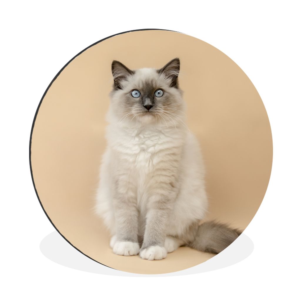 MuchoWow Aluminium Wandkreis Katze - Siamese - Porträt - Mädchen - Kinder - Jungen - Kinder Ø 90 cm Wanddeko Modern Wohnzimmer - Mauerkreis - ...