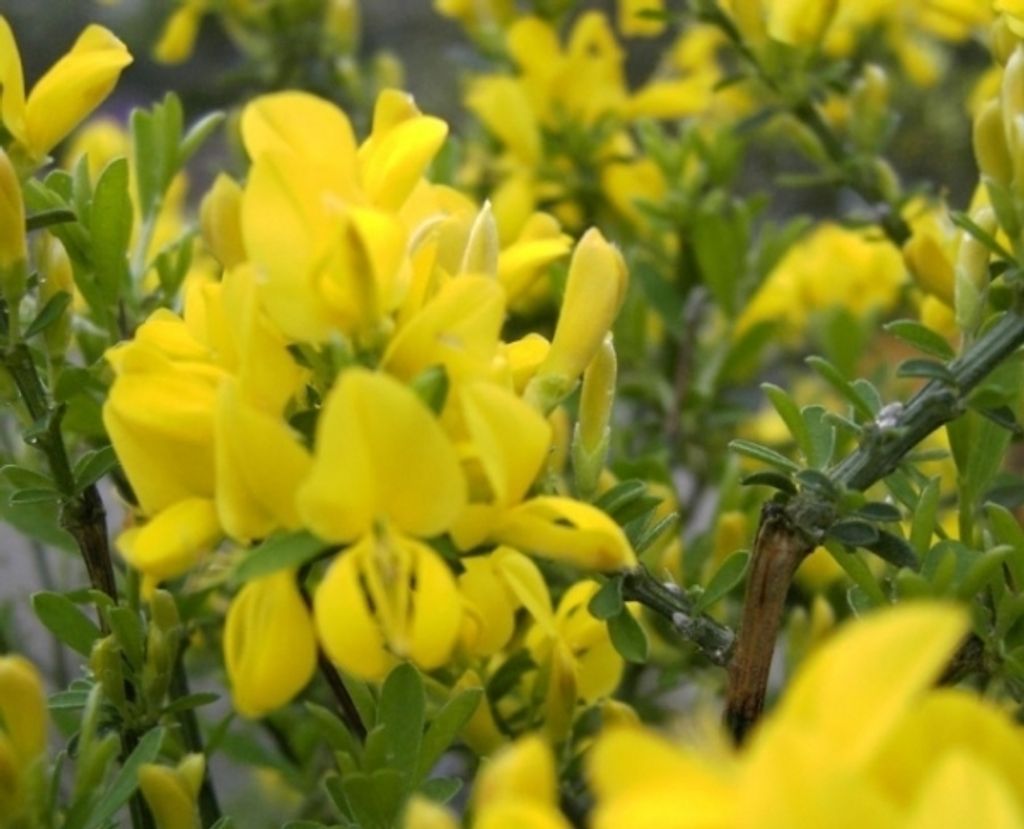 Cytisus x beanii - Kriechginster - Duftender Zwergginster - Kissenginster - duftend
