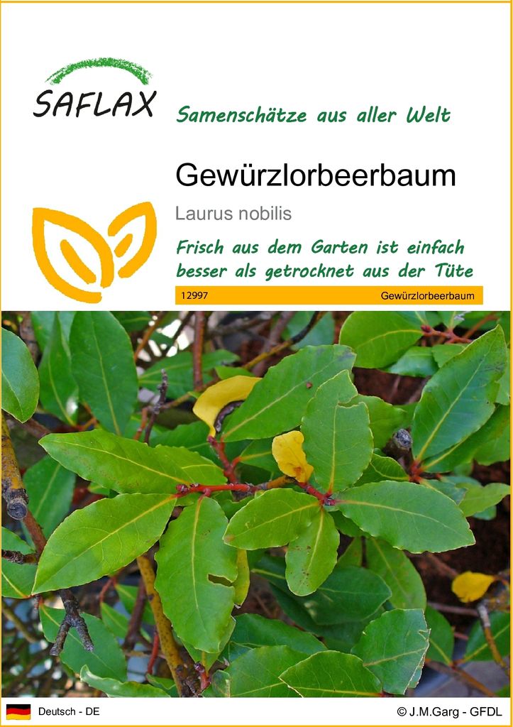 SAFLAX - Gewürzlorbeerbaum - Laurus nobilis - 6 Samen Produktbild 