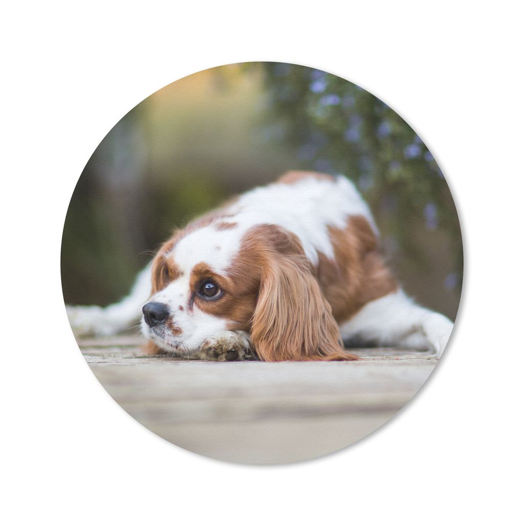 MuchoWow Mauspad Mousepad Cavalier King Charles Spaniel auf einem Holztisch liegend 40x40 cm - Mousepads - Maus Mat - Pad - Mausunterlage - Schre...