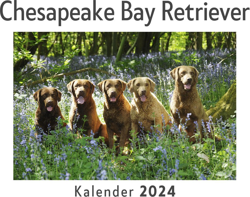 Chesapeake Bay Retriever (Wandkalender 2024, Kalender DIN A4 quer, Monatskalender im Querformat mit Kalendarium, Das perfekte Geschenk)