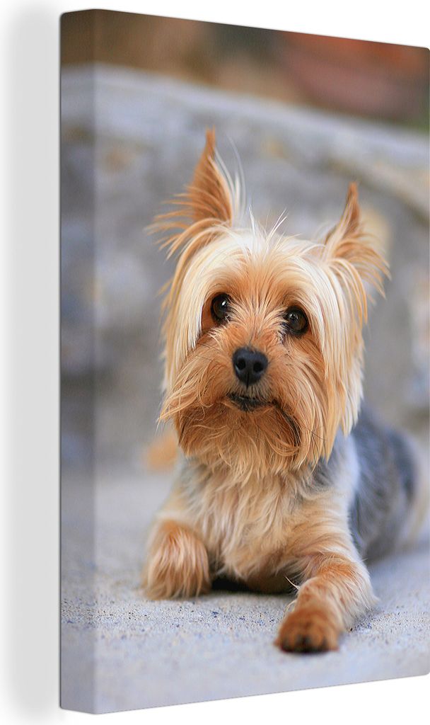 OneMillionCanvasses - Leinwandbilder - 90x140 cm, Yorkshire Terrier liegt bequem auf dem weichen Teppich, Wandbilder Kunstdruck Wanddekoration - ...