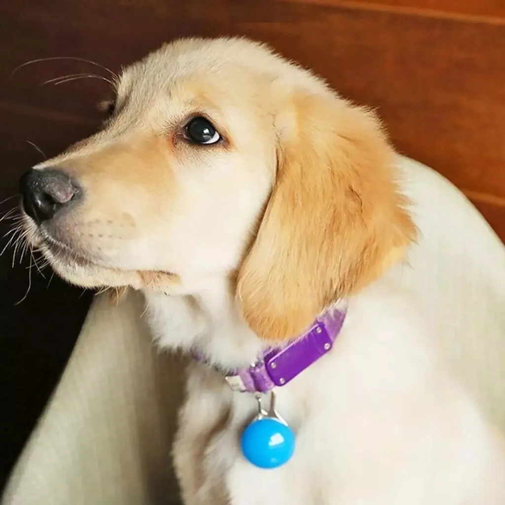 Inseguitore ha condotto la luce per la luce del pendente del collare del cane dell'imbracatura - 9