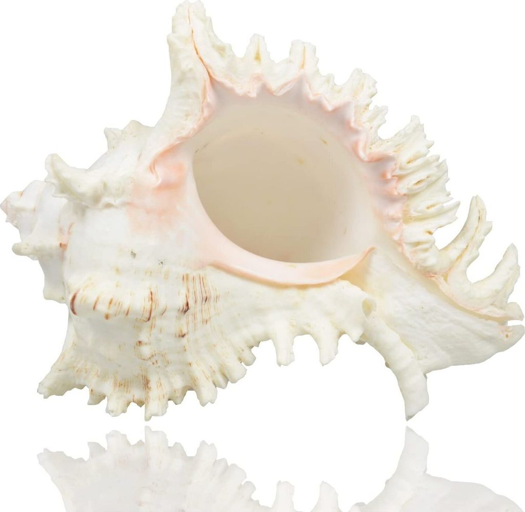 Große natürliche Muscheln, riesige Ozeanmuschel 18–20cm Produktbild 