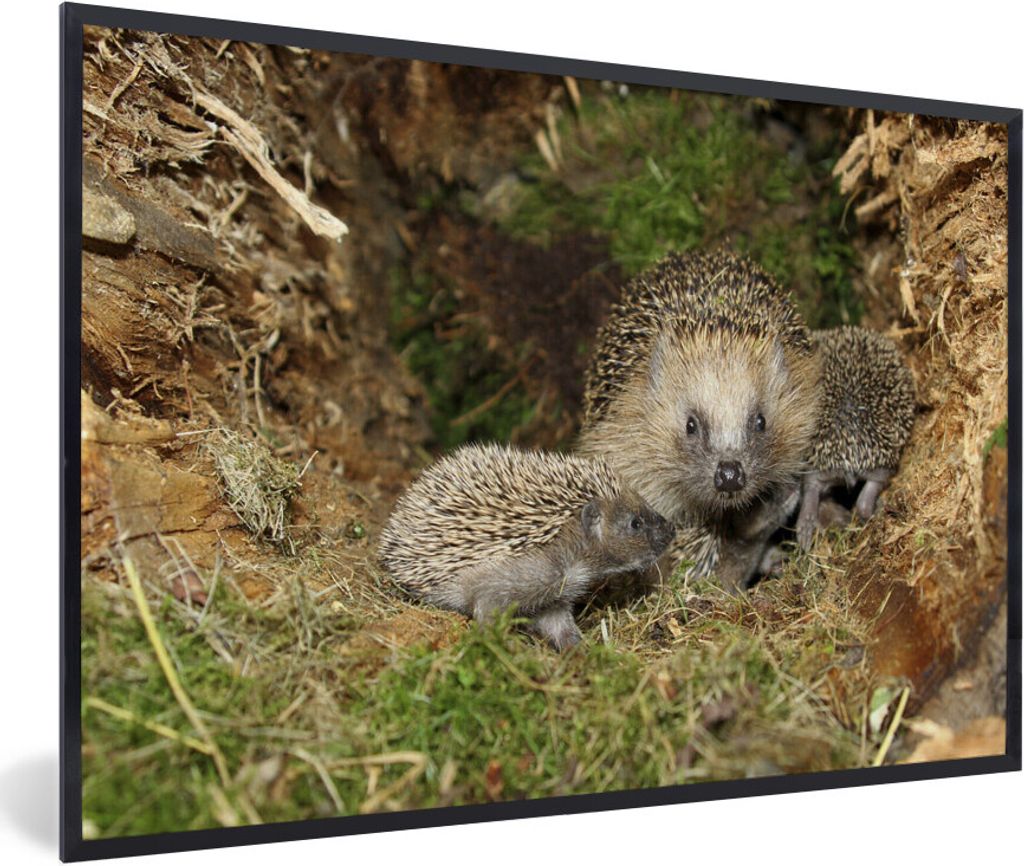 MuchoWow Gerahmtes Poster Baby-Igel in der Natur 90x60 cm - Poster mit Schwarzem Bilderrahmen Wandposter Rahmen Foto Bilder - Fotorahmen - Foto-P...