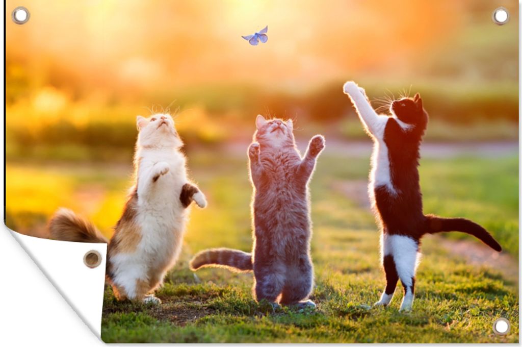 MuchoWow 90x60 cm Outdoor-Poster Gartendeko Sichtschutz Garten Poster für den Garten Katzen - Schmetterling - Sonnenuntergang - Gras - Natur
